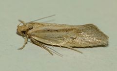 Tingena chloradelpha