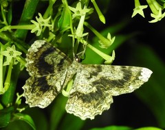 Amblychia subrubida