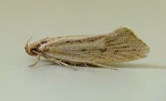 Tingena chloradelpha