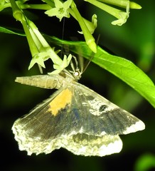 Amblychia subrubida