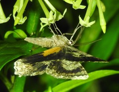 Amblychia subrubida