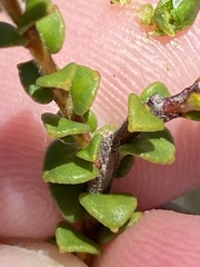 Adenandra brachyphylla