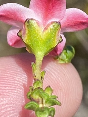 Adenandra brachyphylla