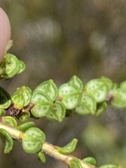 Adenandra brachyphylla
