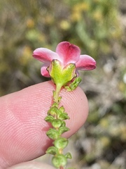 Adenandra brachyphylla