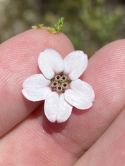 Adenandra brachyphylla