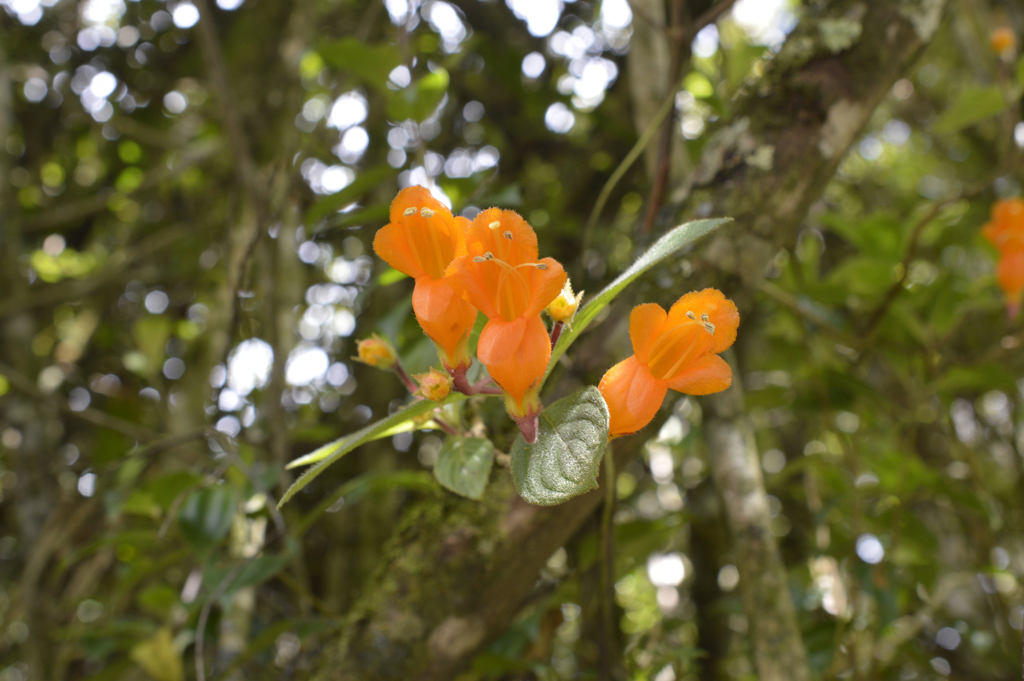 Columnea image