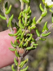 Phylica debilis