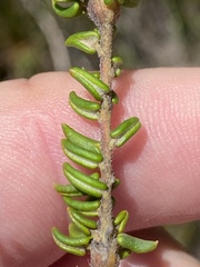 Phylica debilis