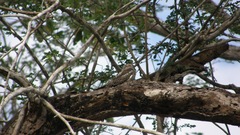 Chordeiles acutipennis