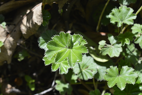 Alchemilla image