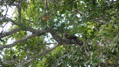 Chordeiles acutipennis