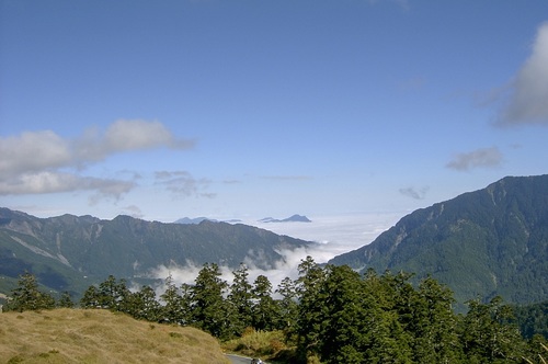 Taiwan fir (Abies kawakamii)