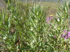 Teucrium africanum
