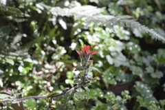 Castilleja arvensis image