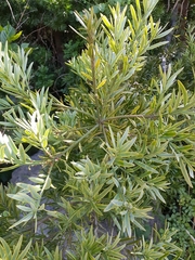 Podocarpus elongatus