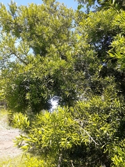 Podocarpus elongatus