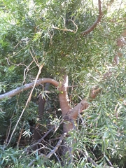 Podocarpus elongatus