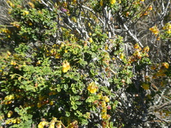 Hermannia cuneifolia