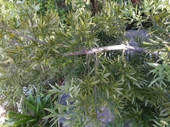 Podocarpus elongatus