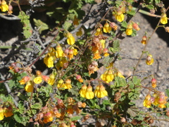 Hermannia cuneifolia