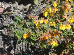Hermannia cuneifolia