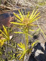 Cyperus textilis