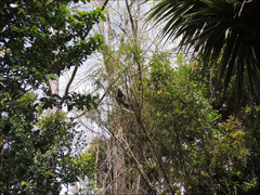 Hemiphaga novaeseelandiae