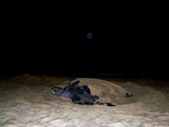 Dermochelys coriacea