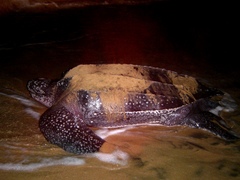Dermochelys coriacea