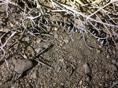 Lampropeltis californiae