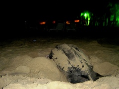 Dermochelys coriacea