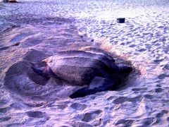Dermochelys coriacea