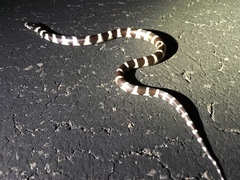 Lampropeltis californiae