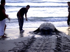Dermochelys coriacea