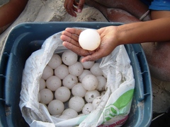 Dermochelys coriacea