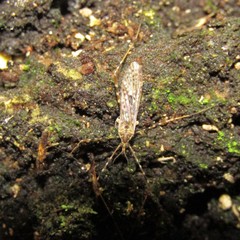 Amphineurus