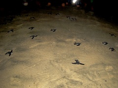 Dermochelys coriacea