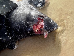 Dermochelys coriacea