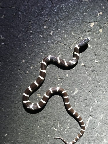 iNaturalist observation photo of California King Snake