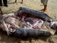 Dermochelys coriacea