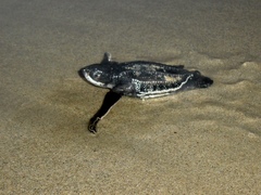 Dermochelys coriacea