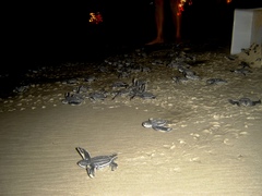 Dermochelys coriacea