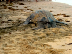 Dermochelys coriacea