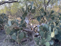 Opuntia alta