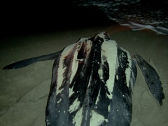 Dermochelys coriacea