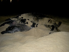 Dermochelys coriacea