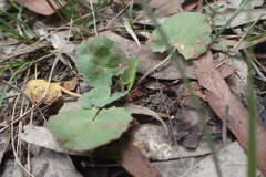 Centella cordifolia