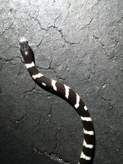 Lampropeltis californiae
