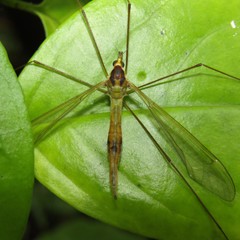 Leptotarsus viridis